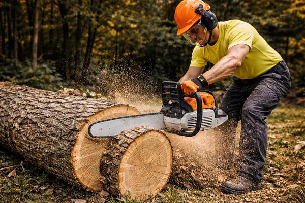 Image of Tree Trimming Austin Image of Tree Trimming Austin